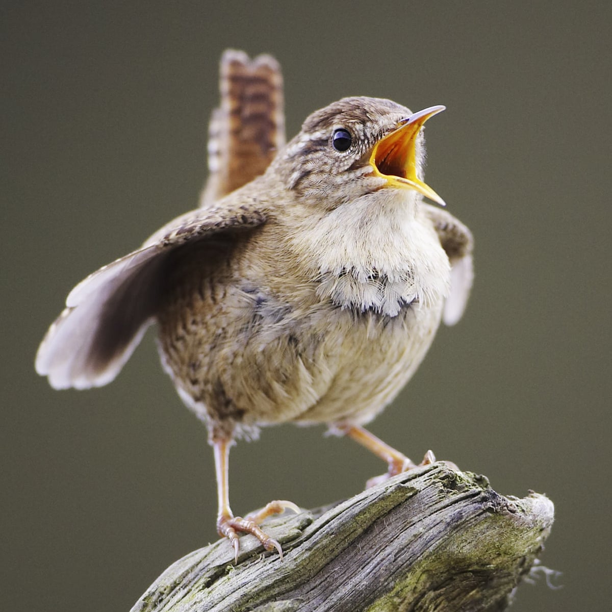 Wren Singing