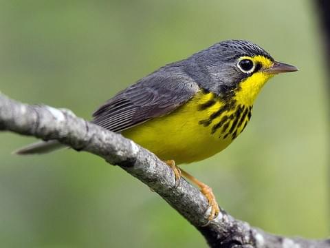 Canada Warbler